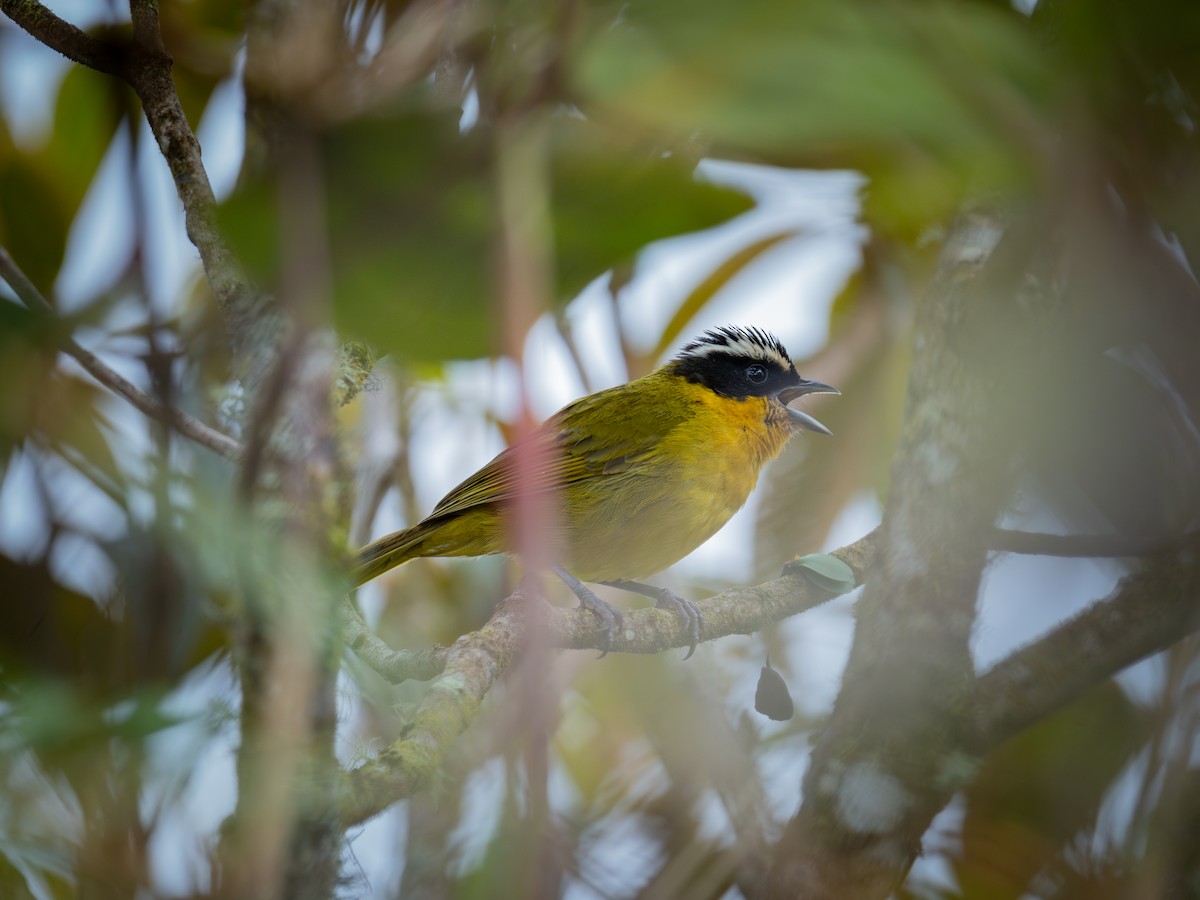 Black-capped Hemispingus - ML634816197