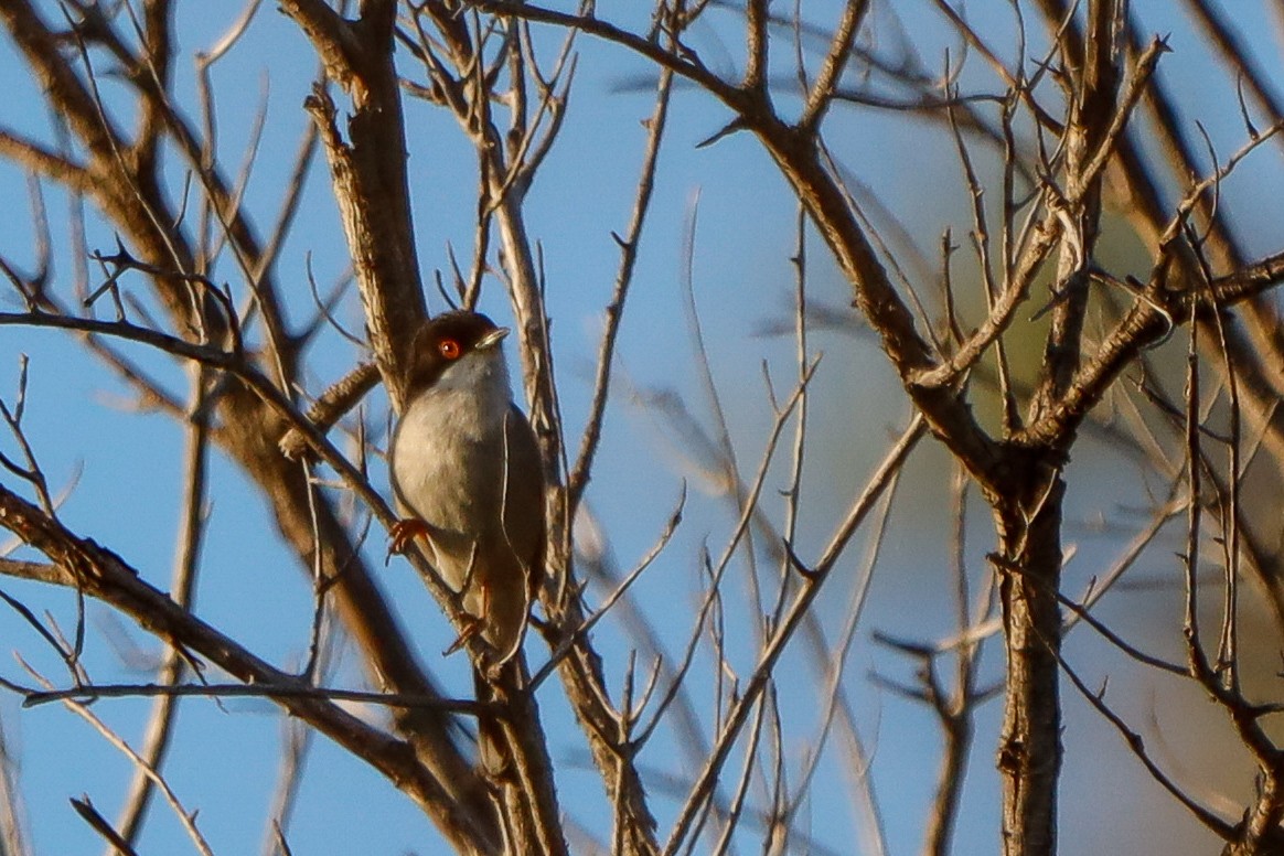 Sardinian Warbler - ML634816224
