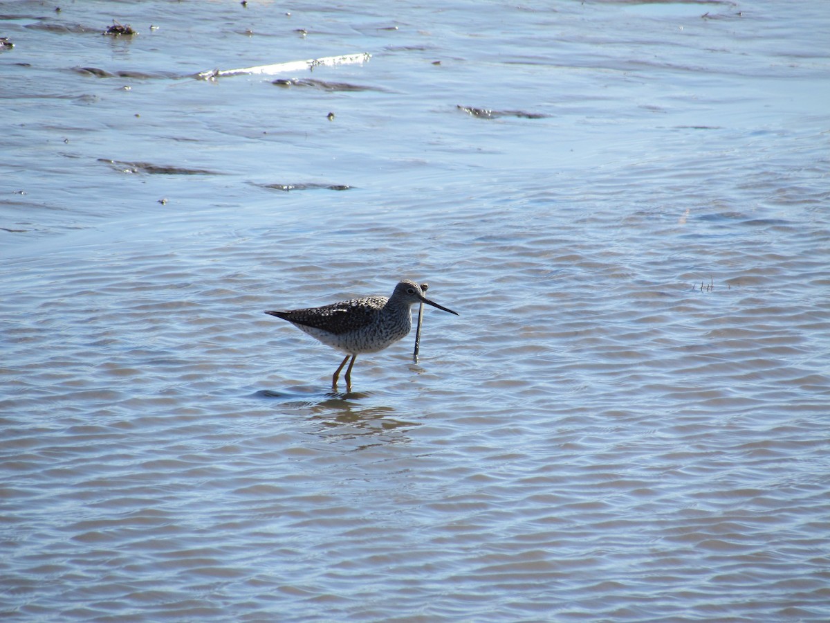 Greater Yellowlegs - ML634816264