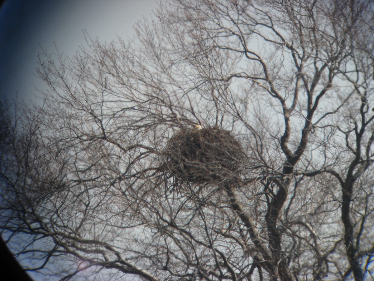 Bald Eagle - ML634816308