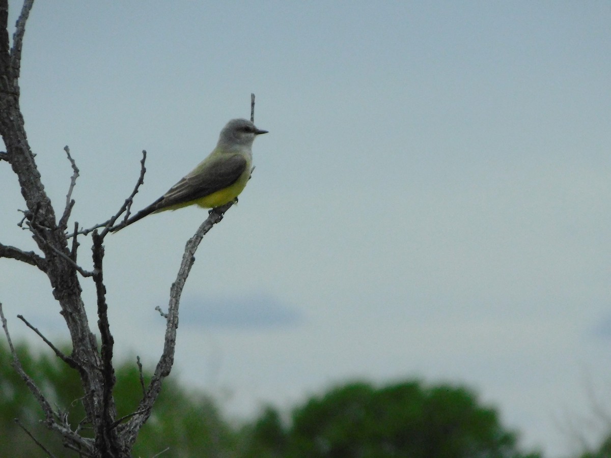 Western Kingbird - ML634816313