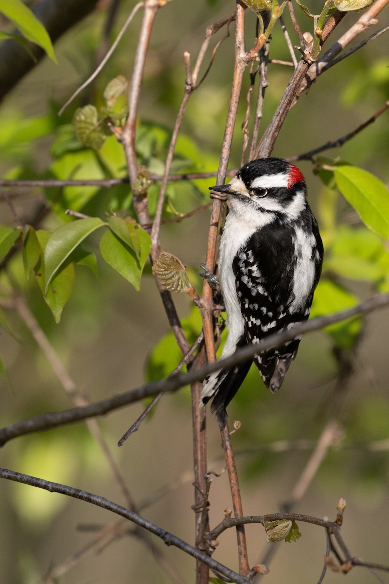 Downy Woodpecker (Eastern) - ML634816342