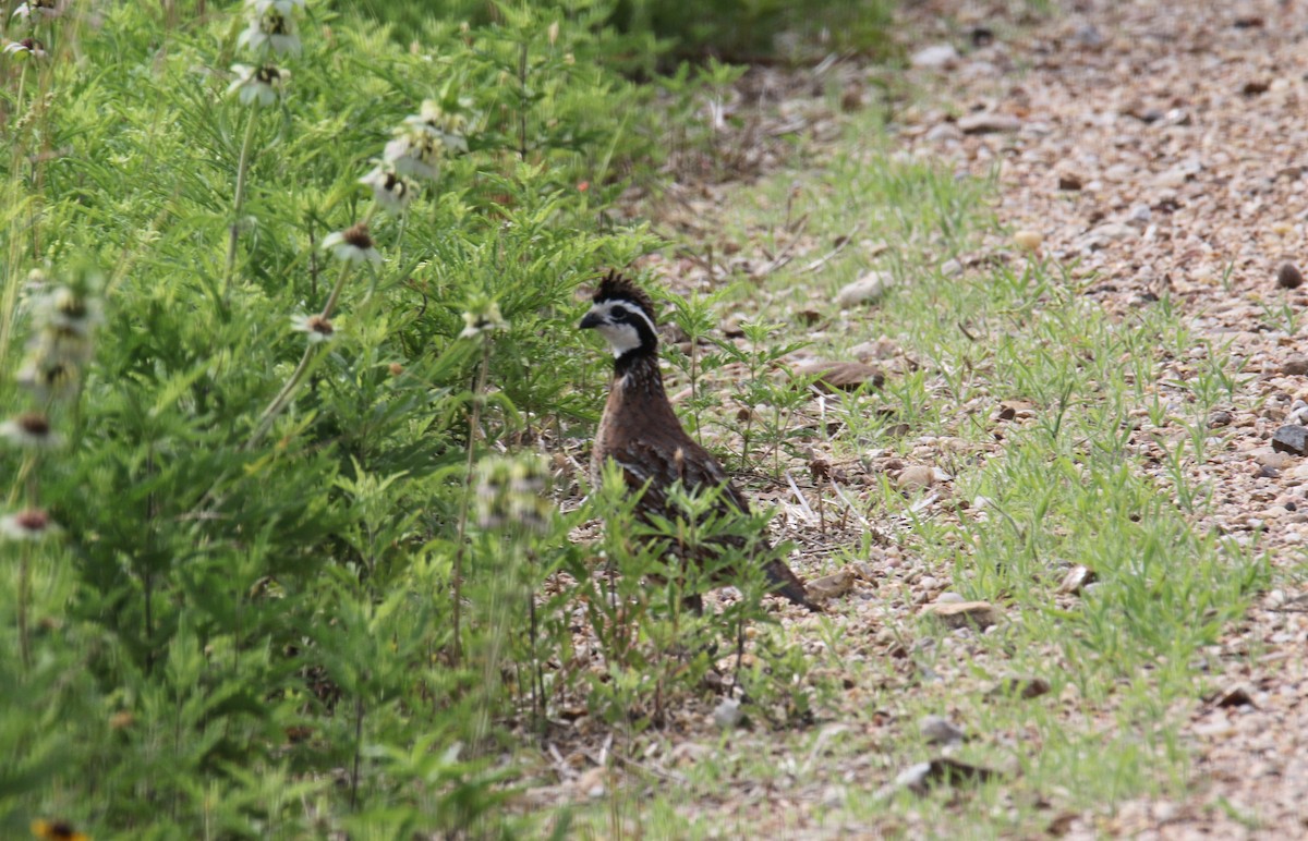 Northern Bobwhite - ML634816367