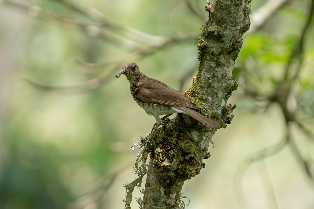 Marañon Thrush - ML634816388