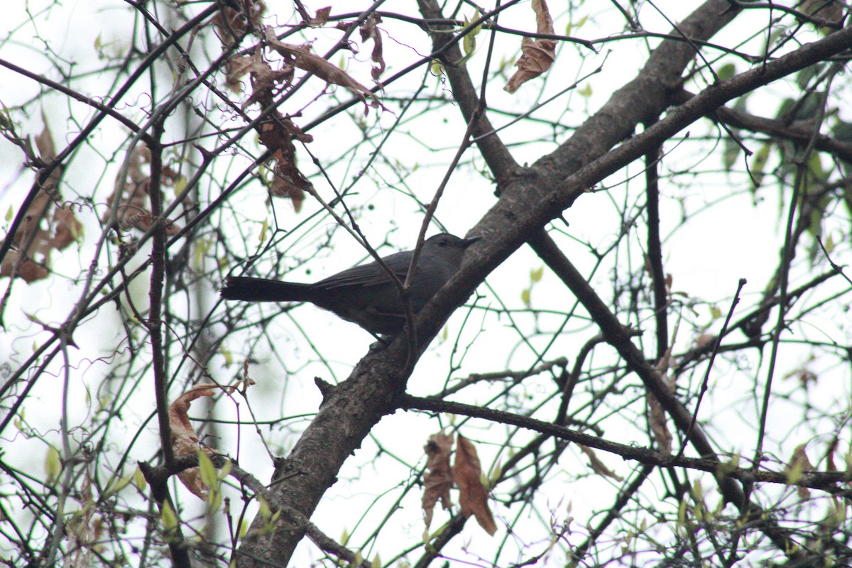 Gray Catbird - ML634816428