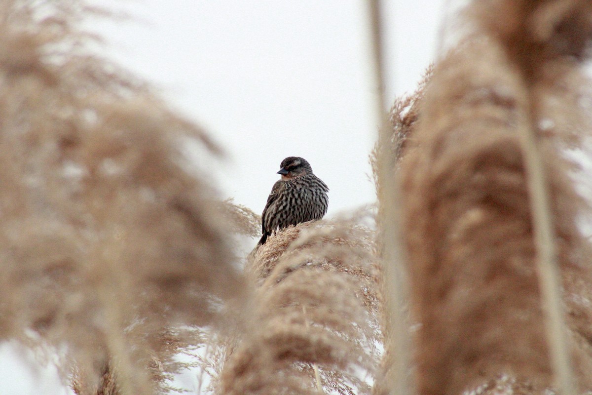 Red-winged Blackbird - ML634816446