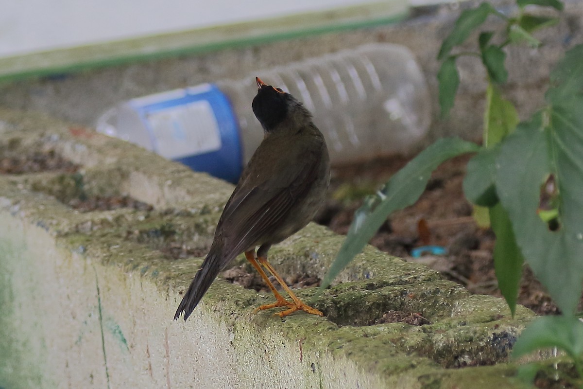 Black-headed Nightingale-Thrush - ML634816452