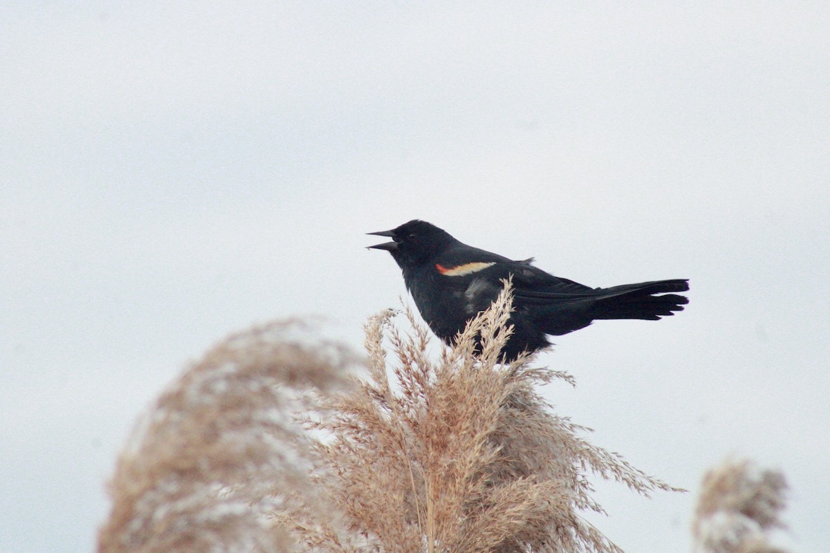 Red-winged Blackbird - ML634816461