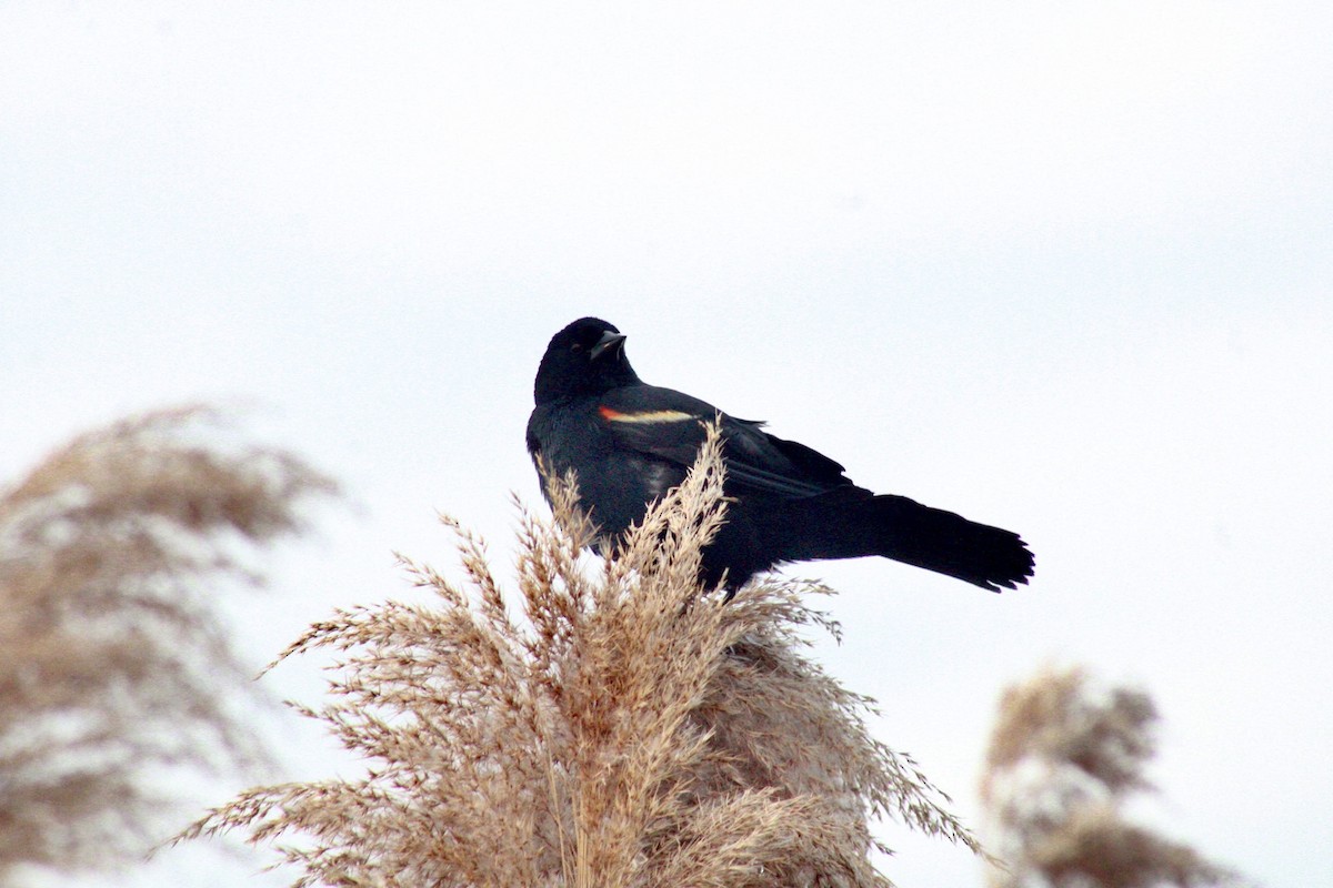 Red-winged Blackbird - ML634816462
