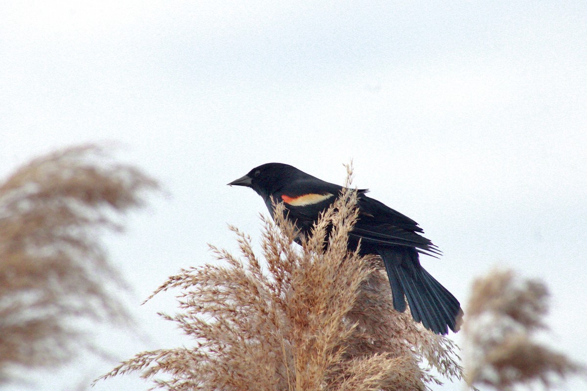 Red-winged Blackbird - ML634816463