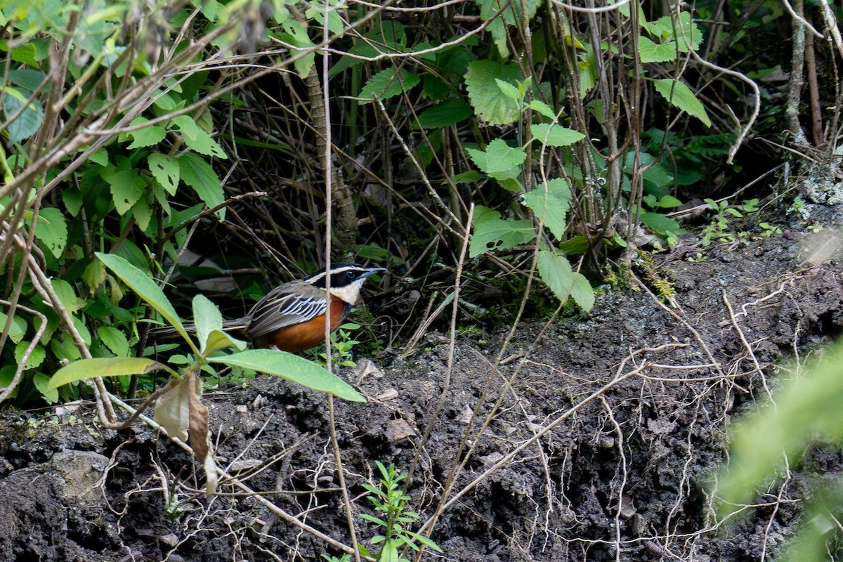 Marañon Crescentchest - ML634816466