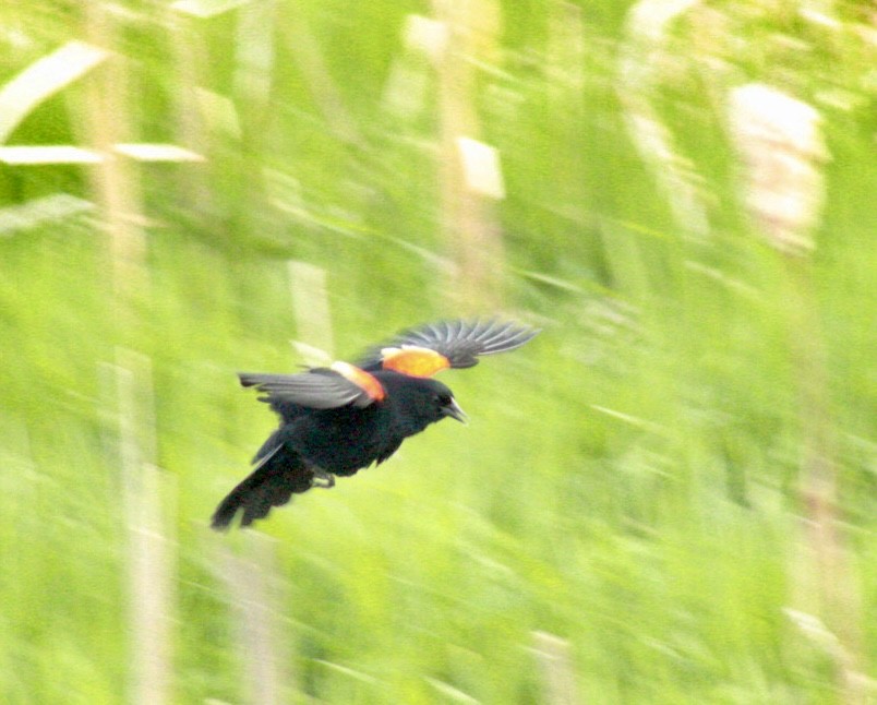 Red-winged Blackbird - ML634816469
