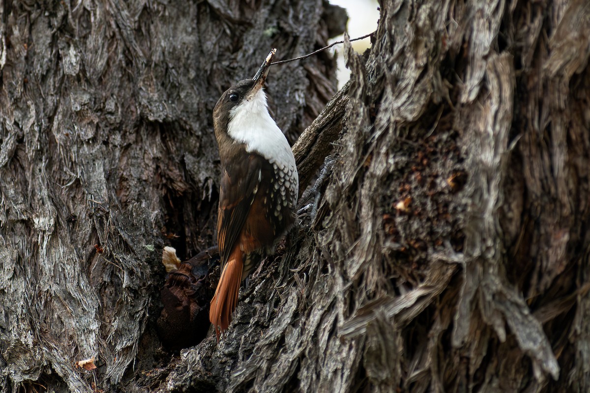 White-throated Treerunner - ML634816470