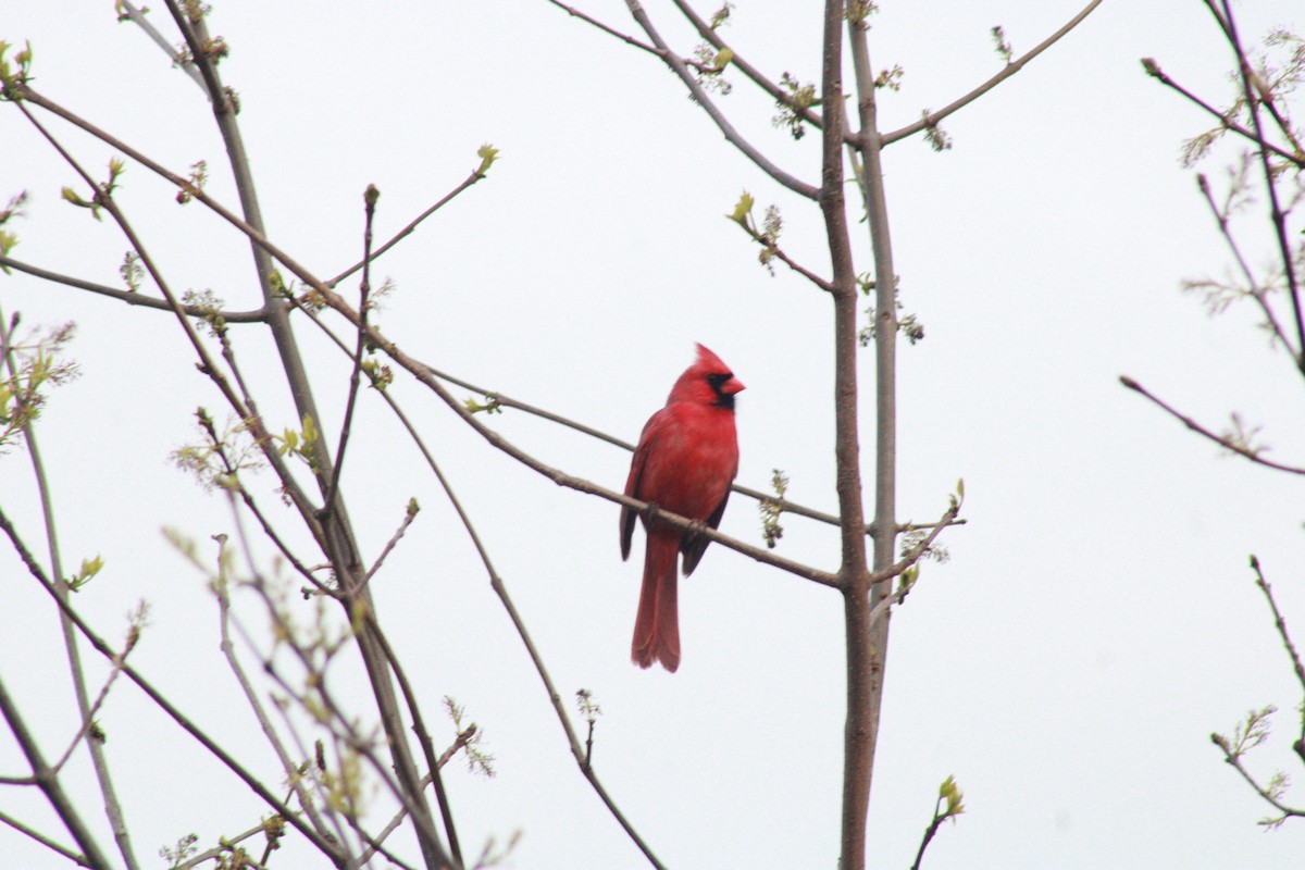 Northern Cardinal - ML634816497