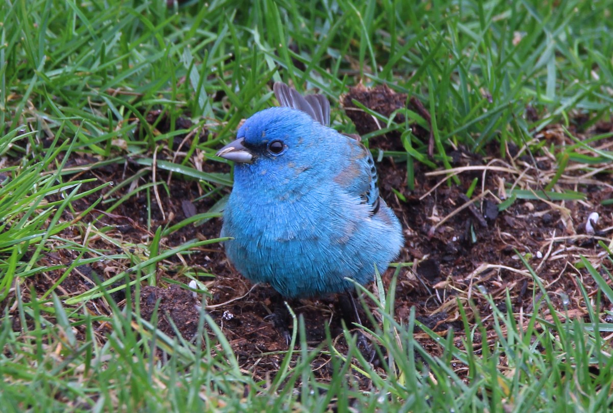 Indigo Bunting - ML634816510