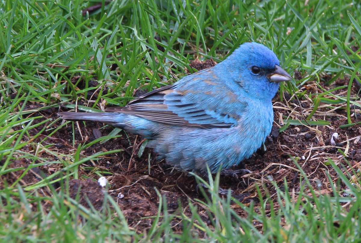 Indigo Bunting - ML634816511