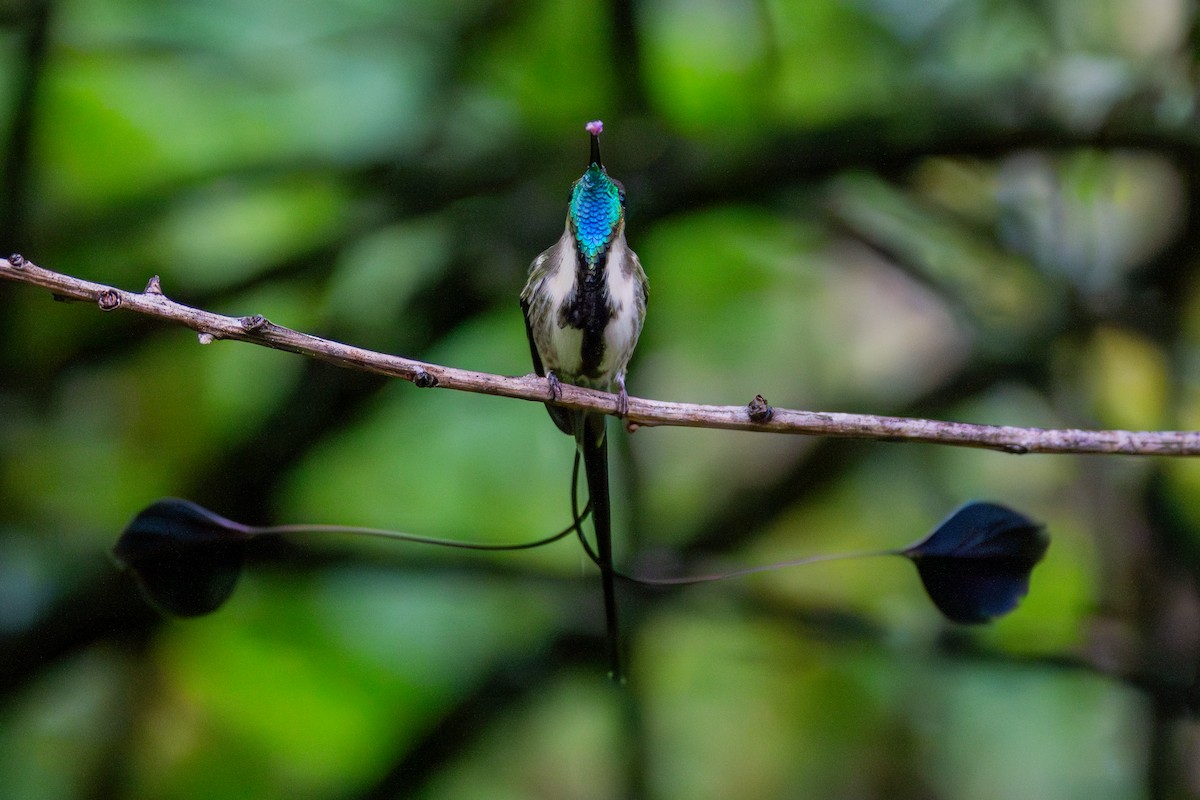 kolibřík podivuhodný - ML634816530