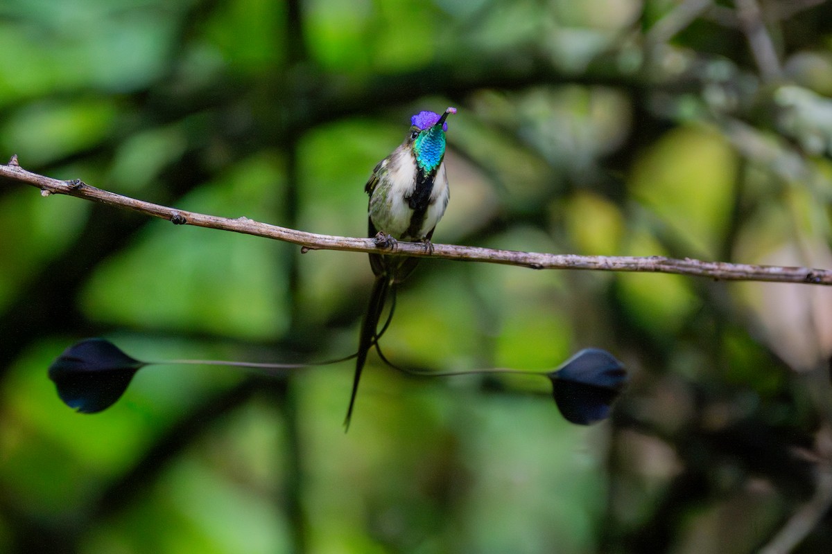 kolibřík podivuhodný - ML634816532