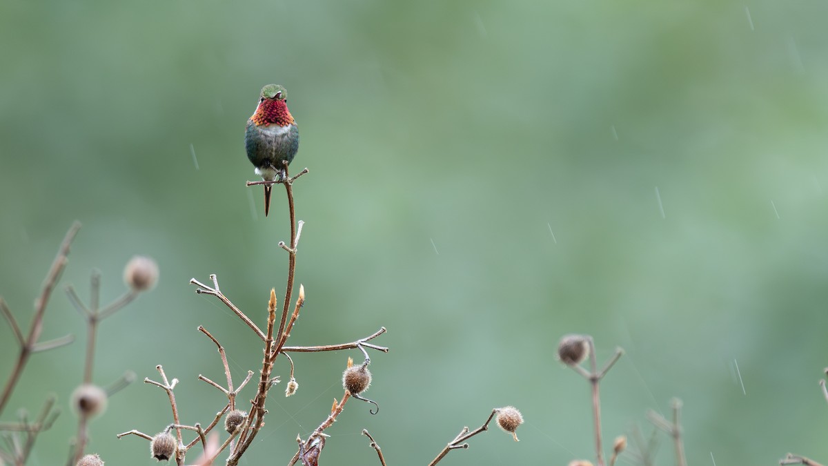Colibri bourdon - ML634816551