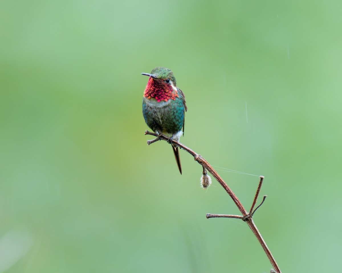 Colibri bourdon - ML634816552