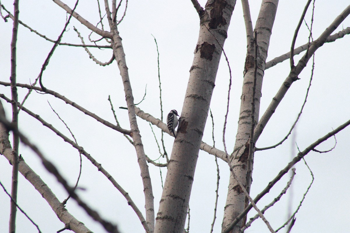 Downy Woodpecker - ML634816564