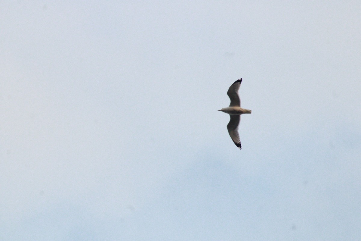 Ring-billed Gull - ML634816577
