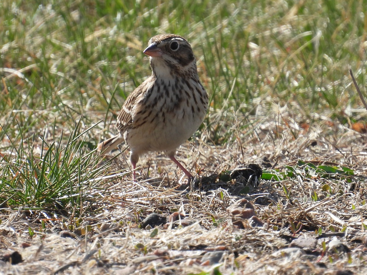 Vesper Sparrow - ML634816598