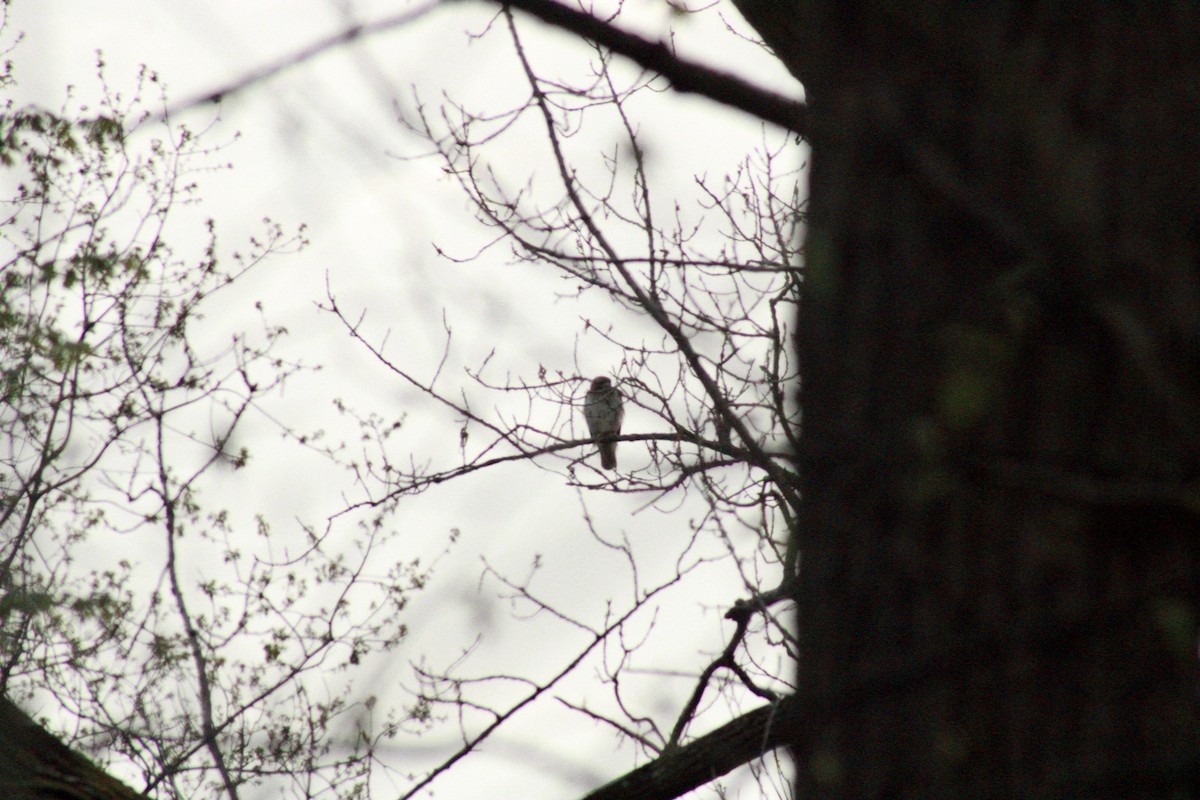 hawk sp. - ML634816603
