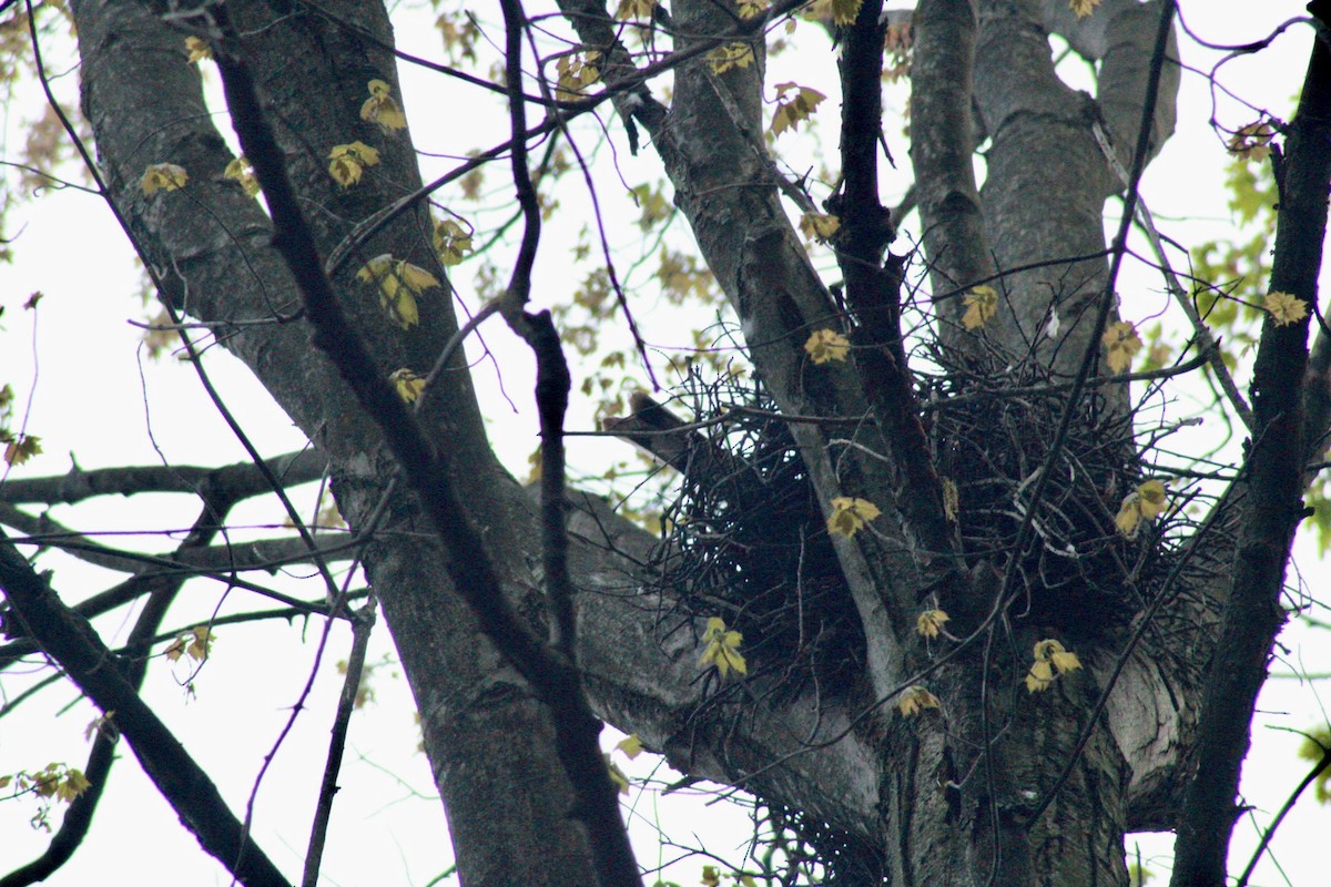 hawk sp. - ML634816604