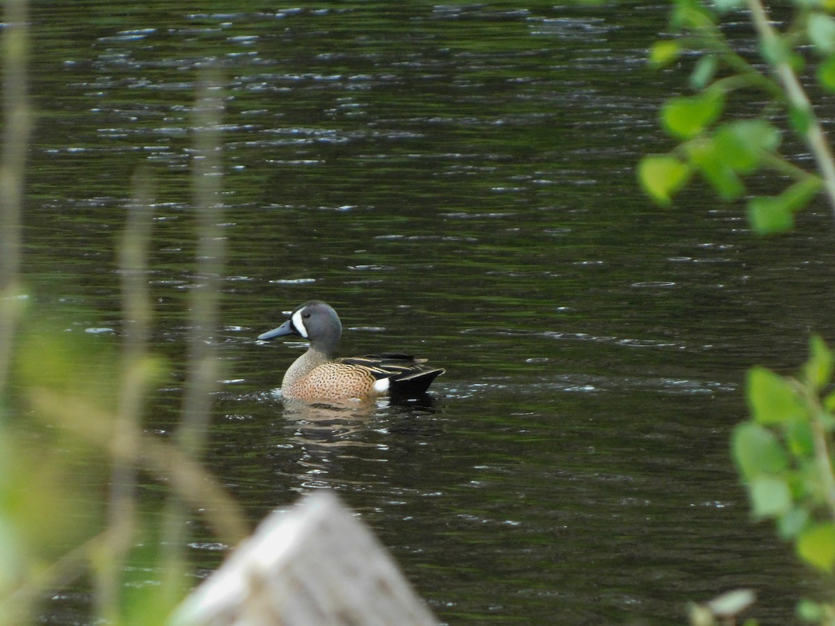 Blue-winged Teal - ML634816665
