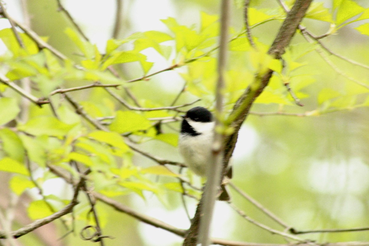 Black-capped Chickadee - ML634816674