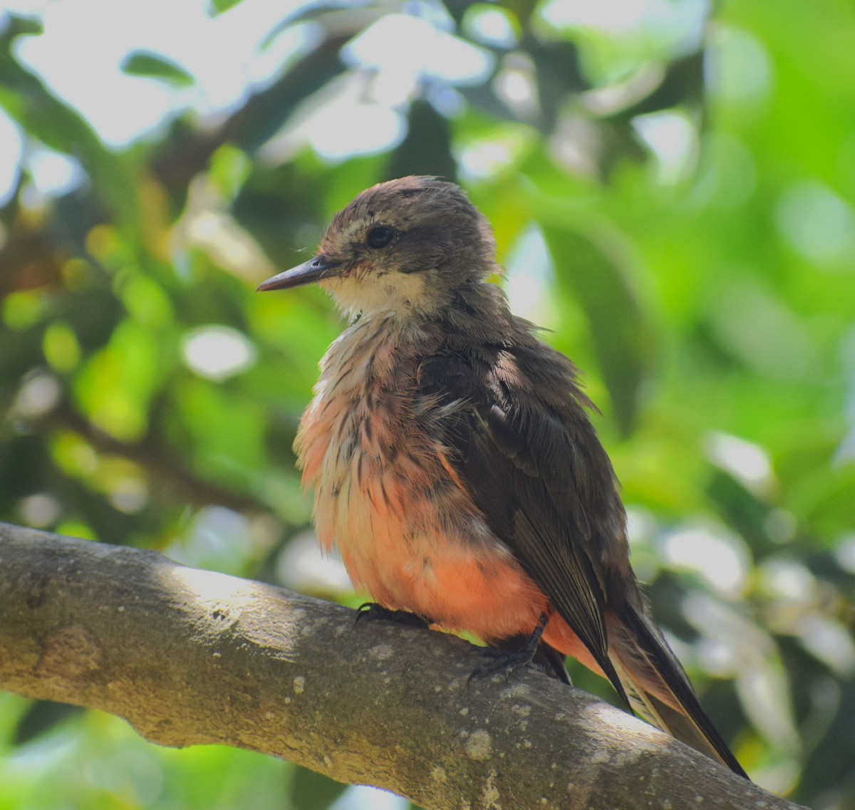 Vermilion Flycatcher (obscurus Group) - ML634816772