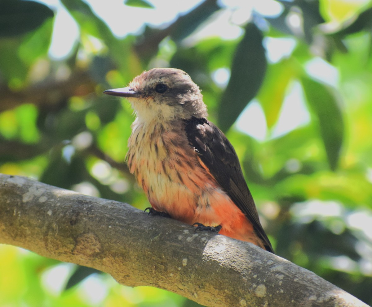 Vermilion Flycatcher (obscurus Group) - ML634816773