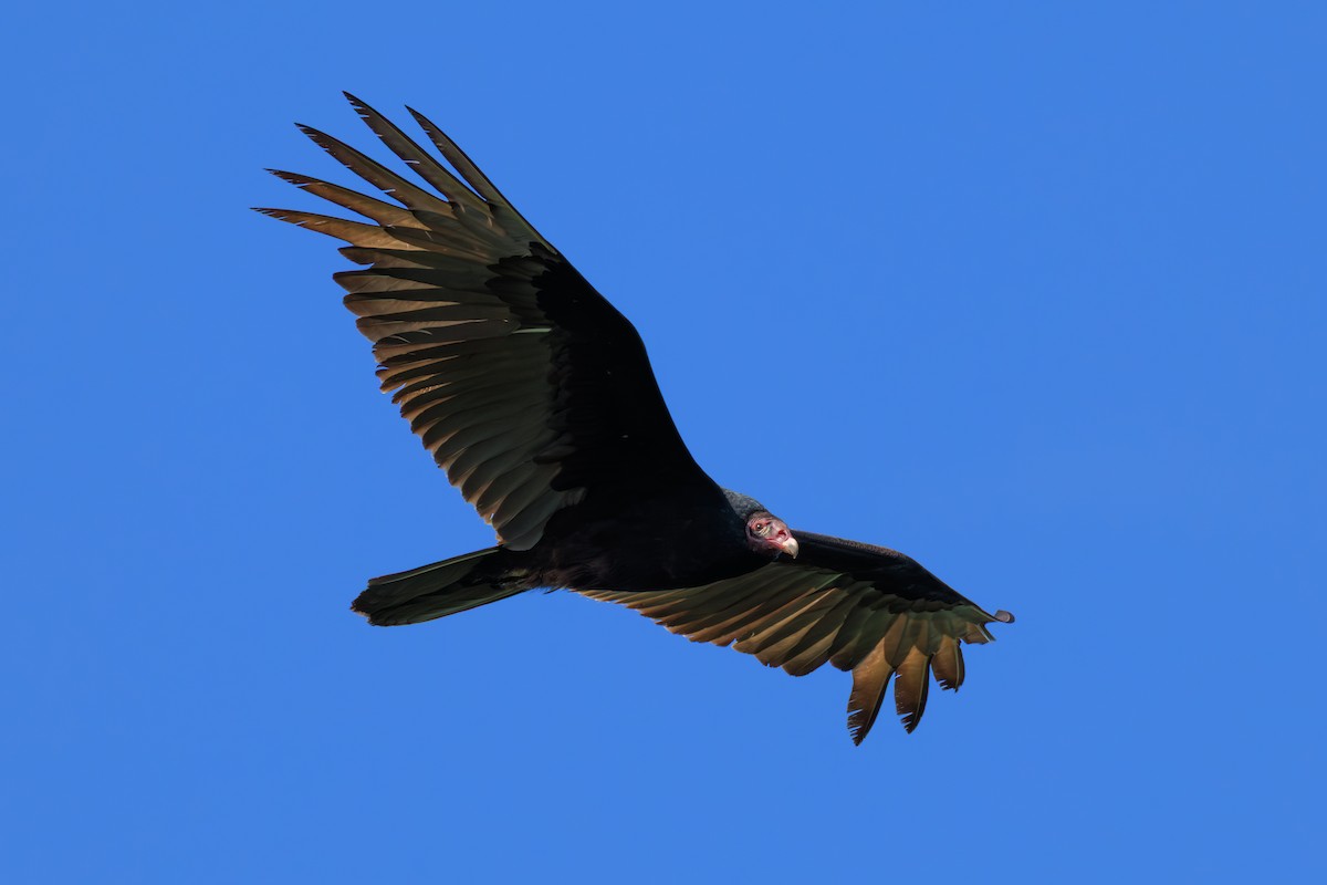 Turkey Vulture - ML634816834