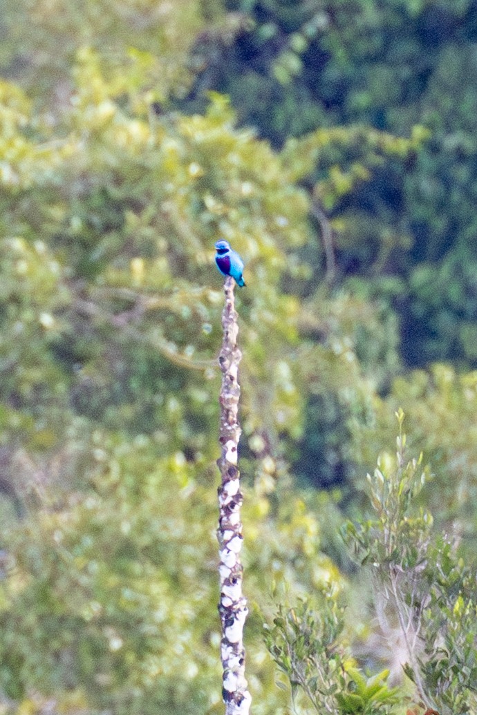 Lovely Cotinga - ML634816854