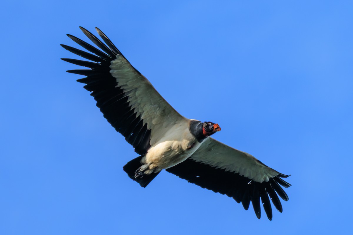 King Vulture - ML634816863