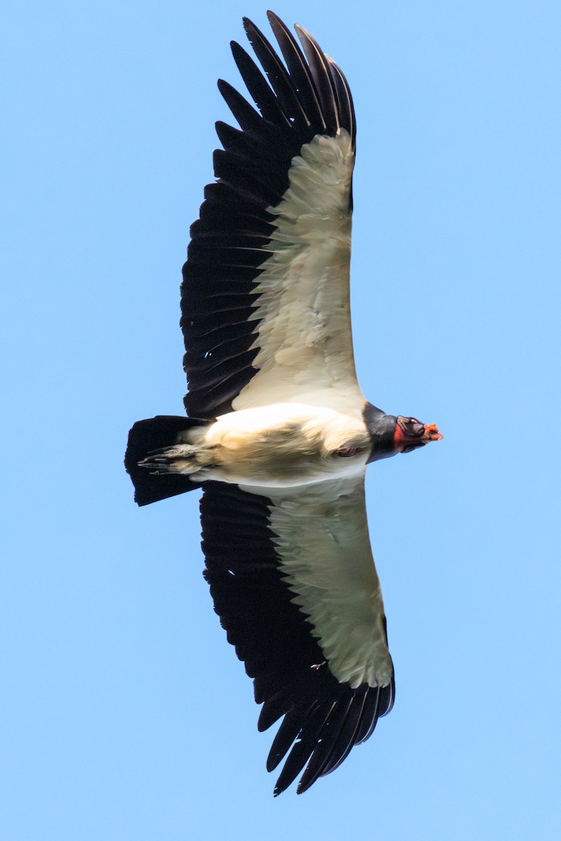 King Vulture - ML634816866