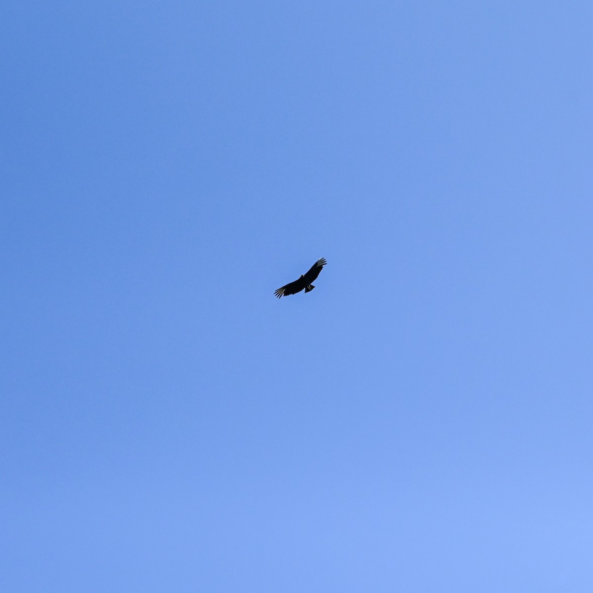 Black Vulture - ML634816948