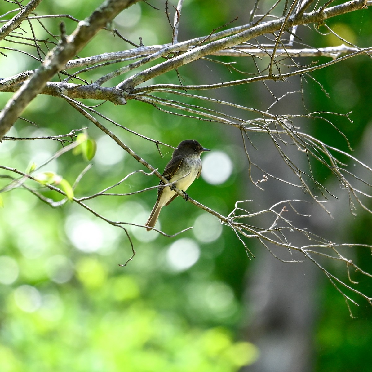 Eastern Phoebe - ML634817044