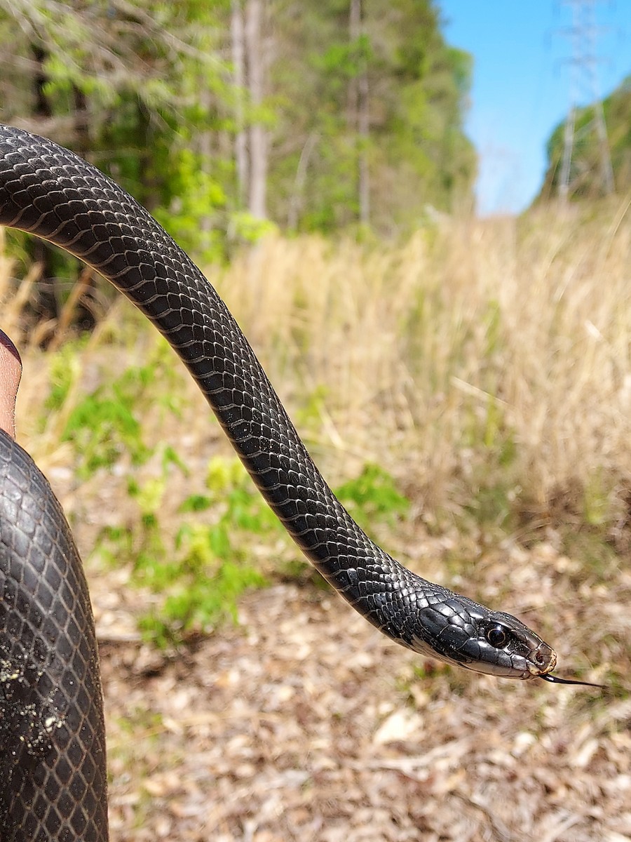 Northern Black Racer - ML634817158