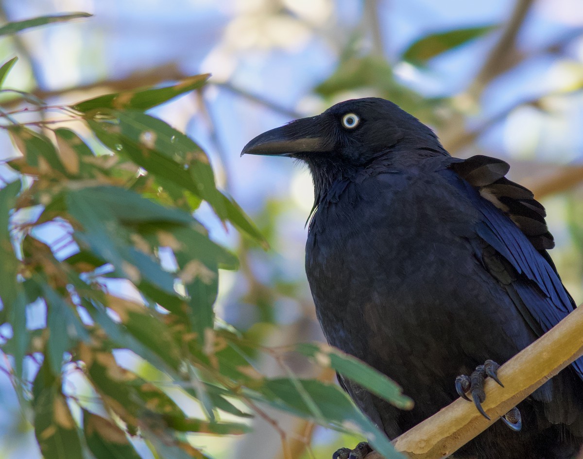 Little Raven - ML634817261