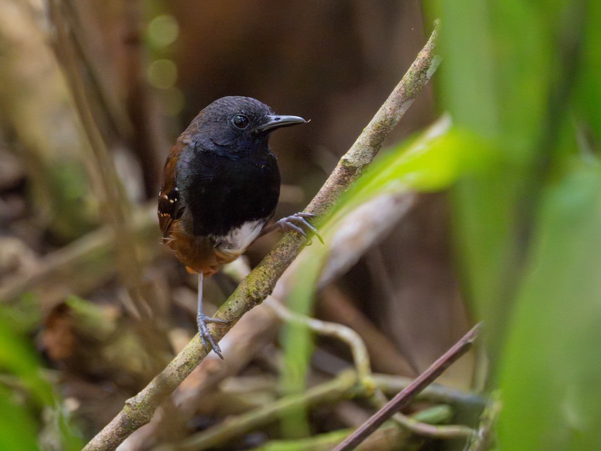 Zimmer's Antbird - ML634817384
