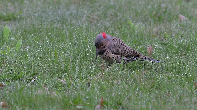 Northern Flicker - ML634817414