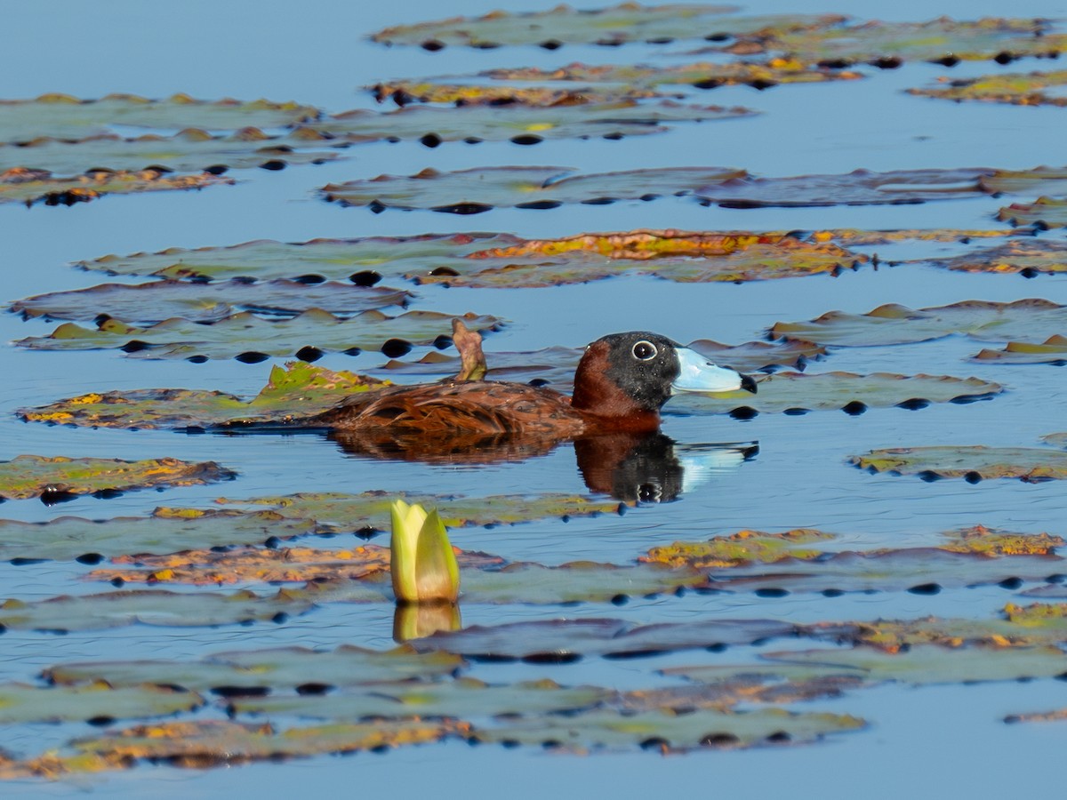 Masked Duck - ML634817439