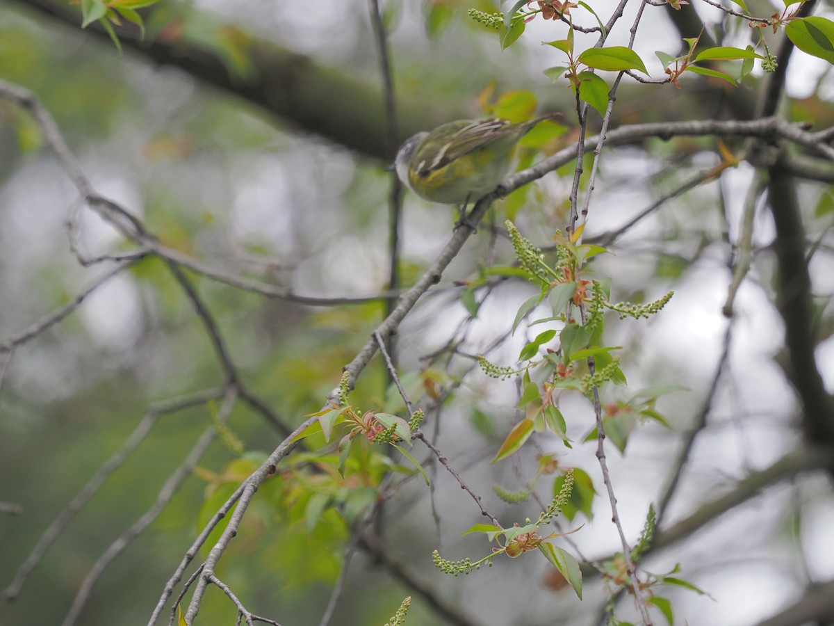 Blue-headed Vireo - ML634817469