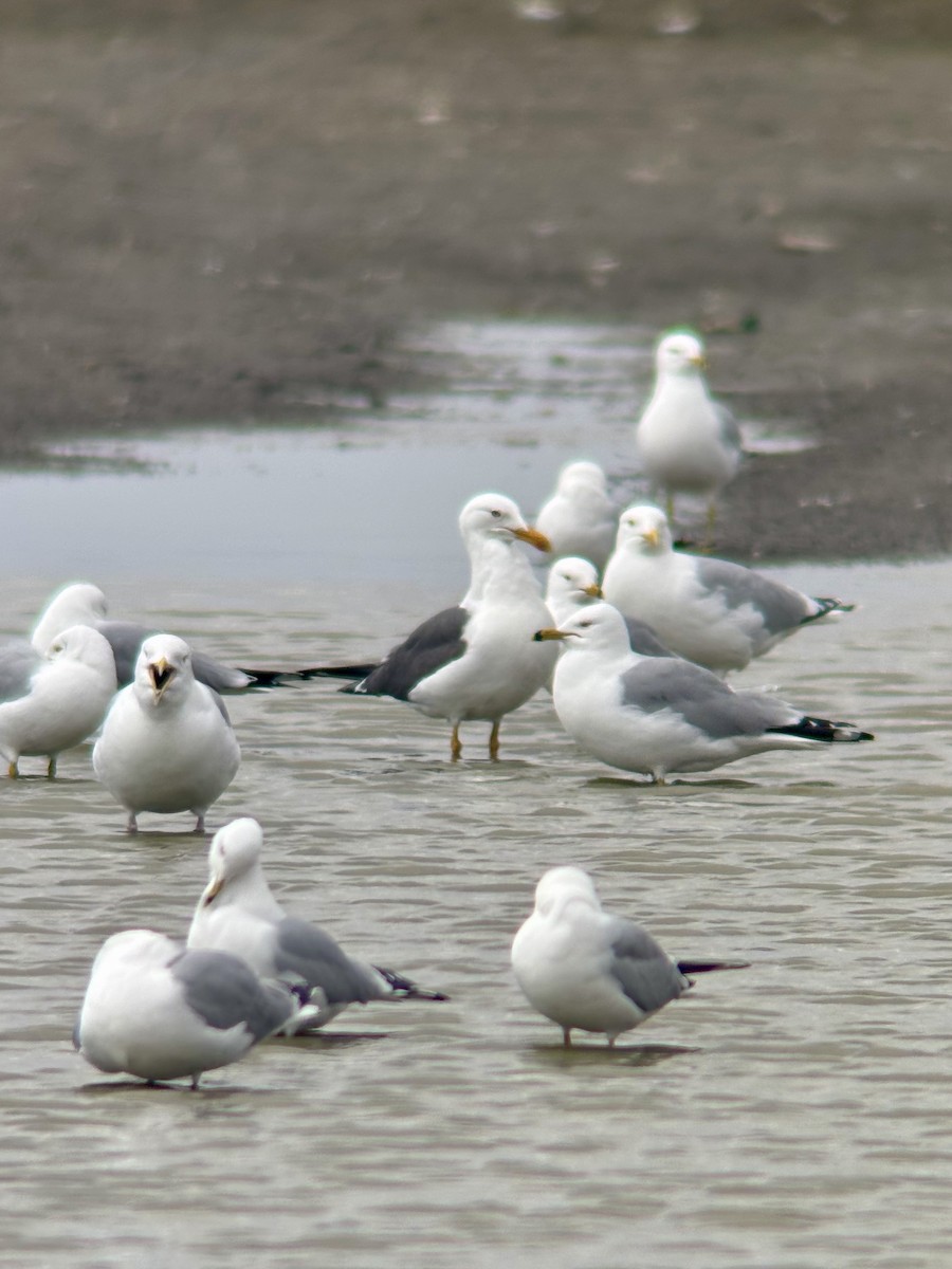 Lesser Black-backed Gull - ML634817520