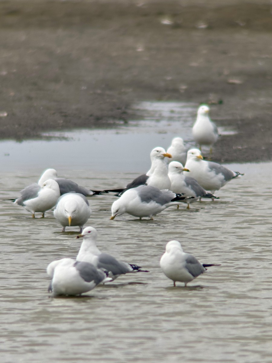 Lesser Black-backed Gull - ML634817521
