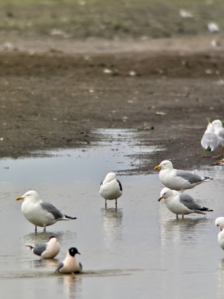 Lesser Black-backed Gull - ML634817522