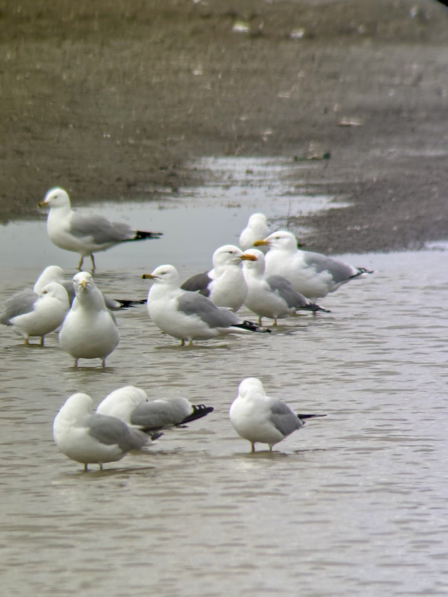 Lesser Black-backed Gull - ML634817523