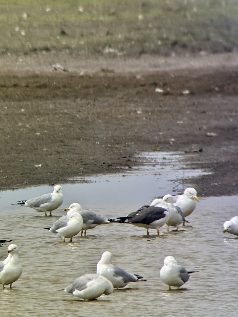 Lesser Black-backed Gull - ML634817524